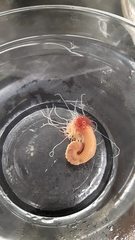 Neoamphitrite figulus