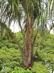 Astrocaryum aculeatum