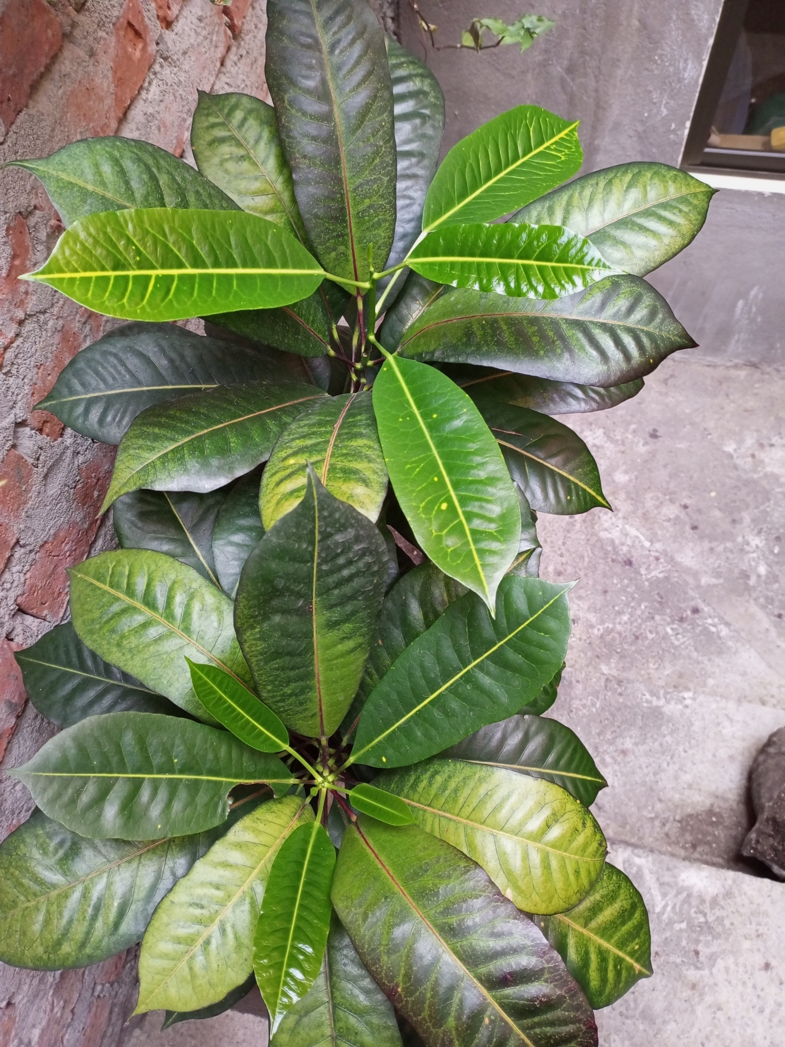 Codiaeum variegatum image