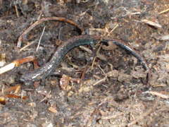 Pseudoeurycea leprosa