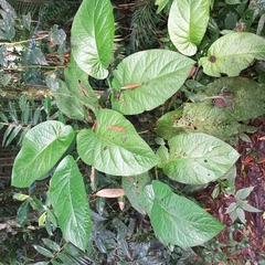 Piper cernuum, photograph Patrícia Mees, CC BY, iNaturalist via GBIF