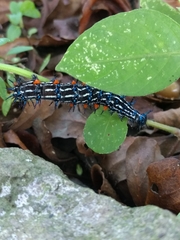 Doleschallia bisaltide