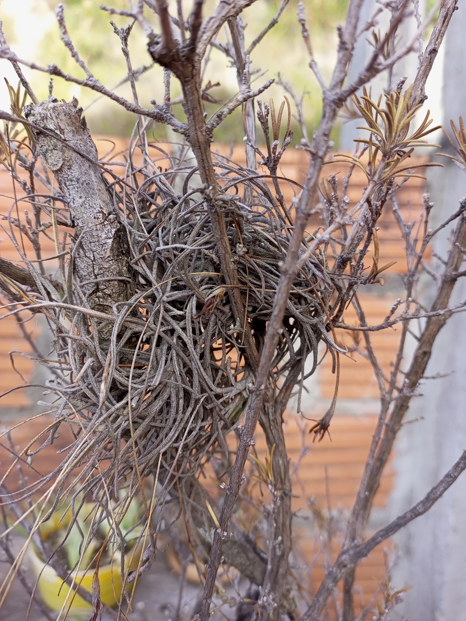 Tillandsia recurvata image