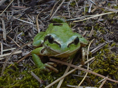 Hyla plicata