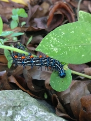 Doleschallia bisaltide