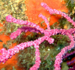 Alcyonium coralloides