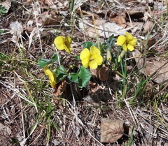 Viola uniflora