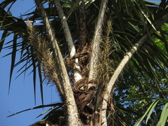 Astrocaryum aculeatum