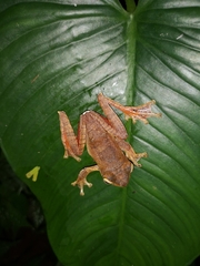 Rhacophorus margaritifer