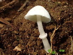 Leucocoprinus cygneus