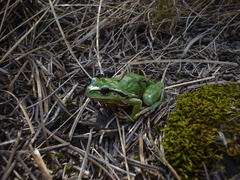 Hyla plicata
