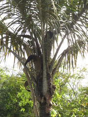 Astrocaryum aculeatum