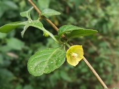 Capsicum rhomboideum