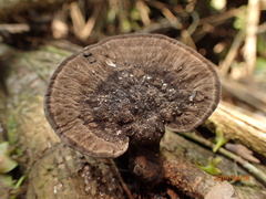 Sanguinoderma rugosum