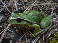 Hyla plicata