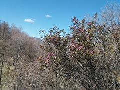 Rhododendron ledebourii