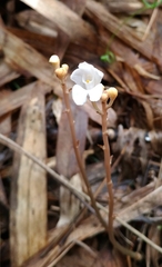 Didymoplexis pallens