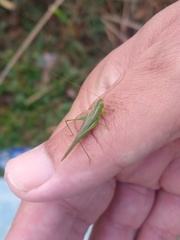 Conocephalus longipes