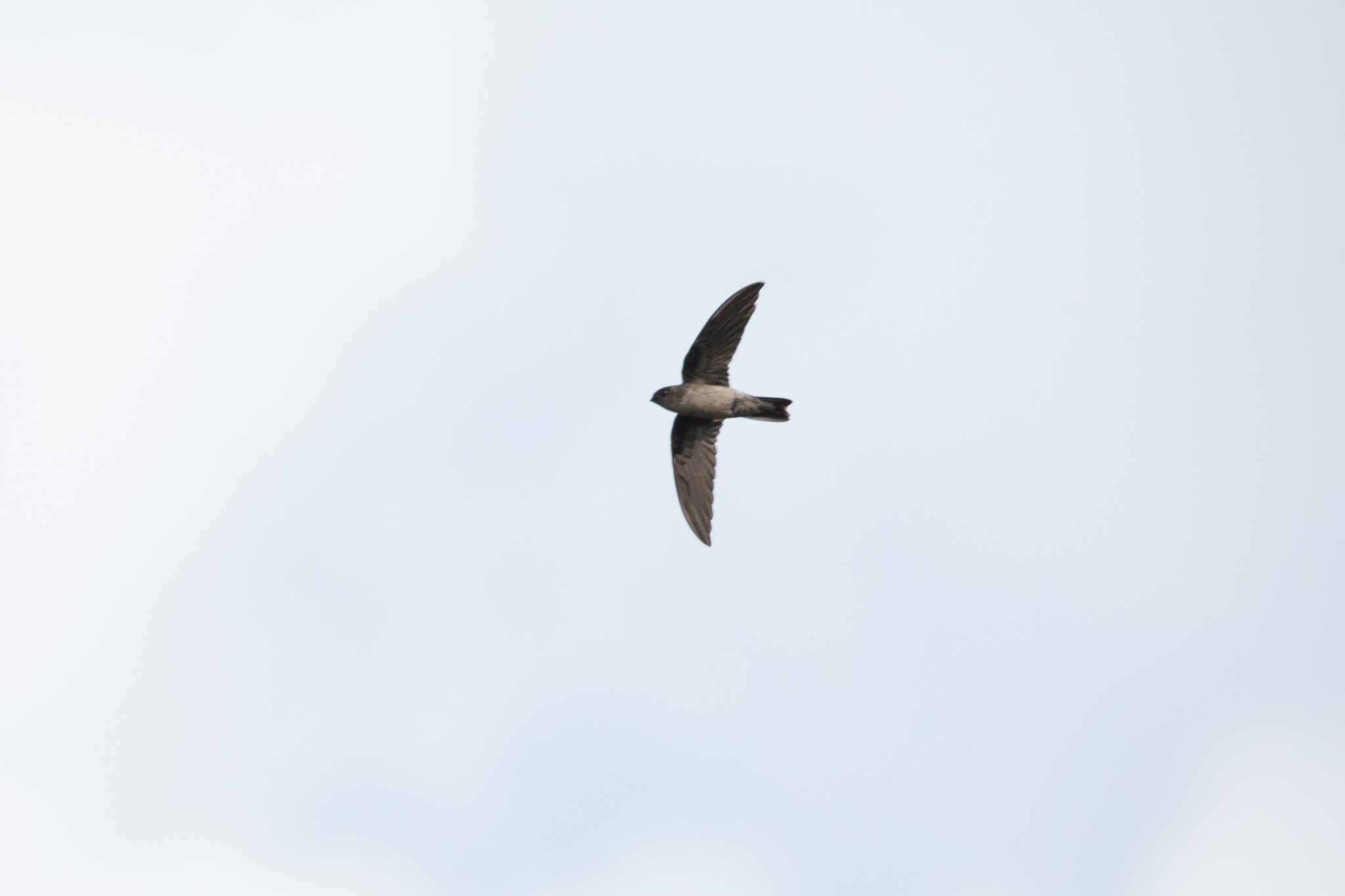 Edible-nest Swiftlet