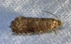 Grapholita packardi