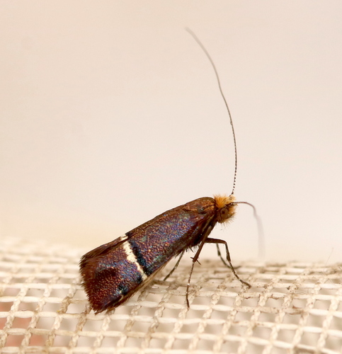 Purple Fairy Moth