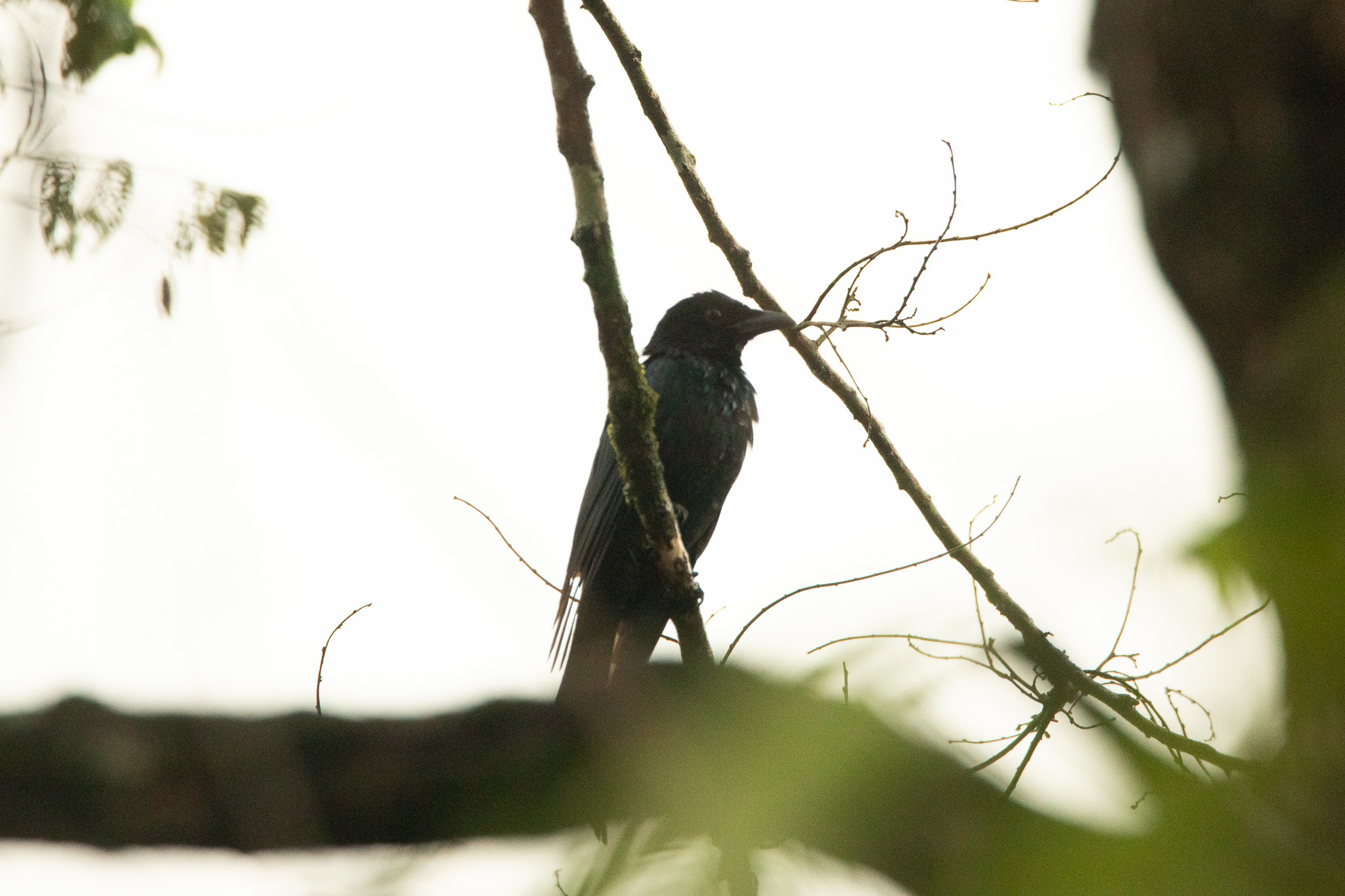 Crow-billed Drongo
