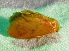 Heterogenea shurtleffi