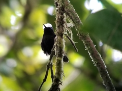 Microchera albocoronata