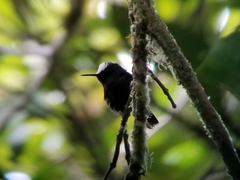 Microchera albocoronata