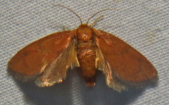 Heterogenea shurtleffi