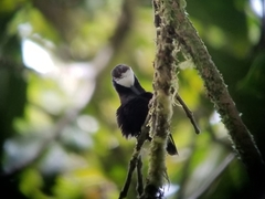 Microchera albocoronata