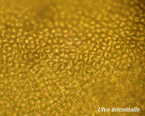 Ulva intestinalis