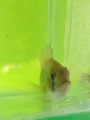 Gymnogeophagus meridionalis