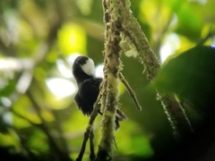 Microchera albocoronata