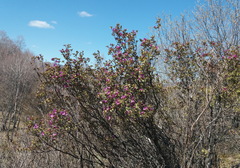 Rhododendron ledebourii