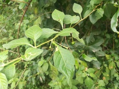 Capsicum rhomboideum