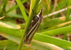 Crambus laqueatellus