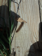 Lepidoptera
