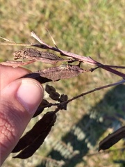 Eudiagogus episcopalis