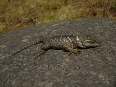 Sceloporus mucronatus