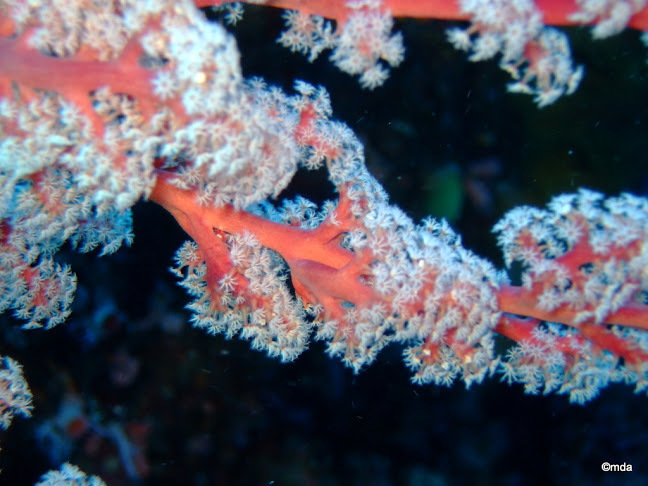Siphonogorgia godeffroyi (Pink soft coral)
