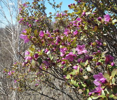 Rhododendron ledebourii