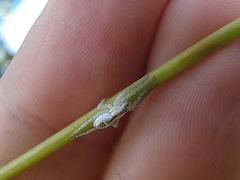 Arachosia praesignis