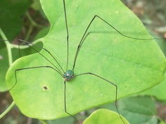 Leiobunum viridorsum
