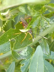 Holhymenia histrio
