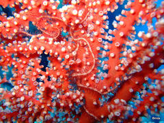 Astrogorgia dumbea