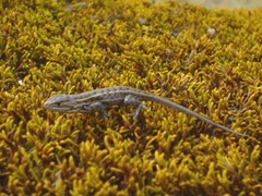 Sceloporus scalaris