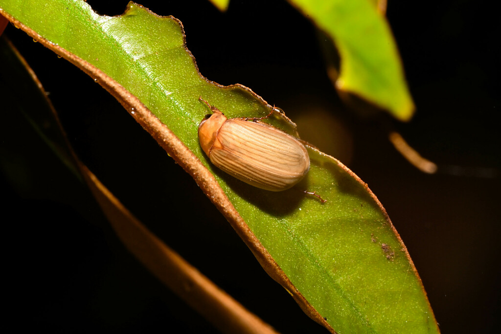 Serica longula