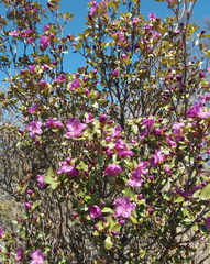 Rhododendron ledebourii