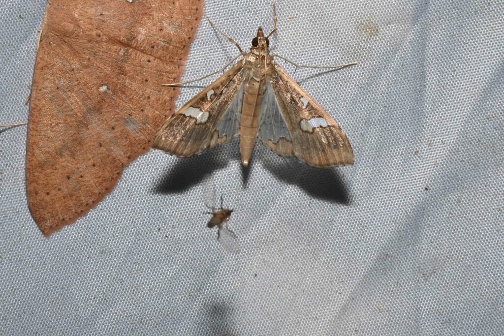 Mnb Insect Mung Bean Moth in May 2024 by Zixuan Li · iNaturalist